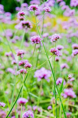 Menekşe çiçeğinin arka planı, Tayland