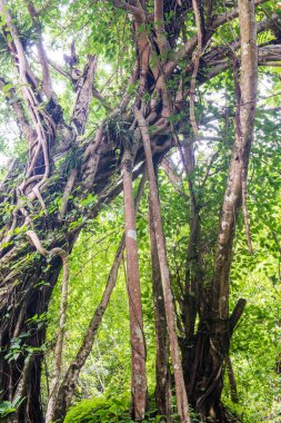 Ulusal Park, Tayland 'daki Antik Ağaç