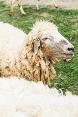 Tayland 'da çimenlerin üzerinde beyaz koyun portresi