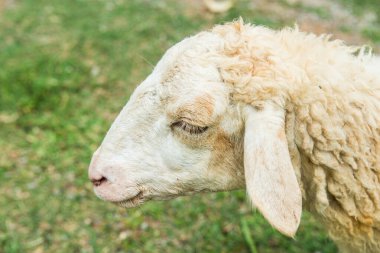 Tayland 'da otların üzerinde beyaz koyunların kafa resmi.