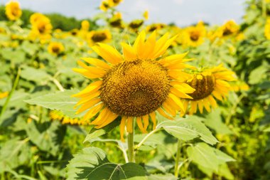 Tarlada güzel bir ayçiçeği, Tayland.
