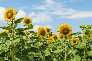Tarlada güzel bir ayçiçeği, Tayland.
