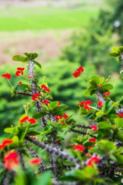 Doğal manzaralı Poi Sian çiçekleri, Tayland.