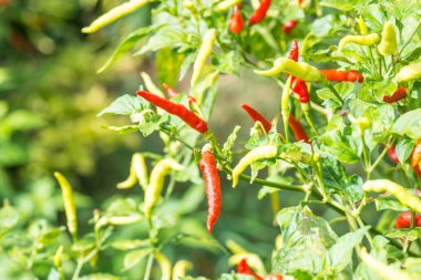 Bitkide taze biber, Tayland