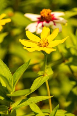 Doğal arka planı olan Zinnia çiçeği, Tayland.