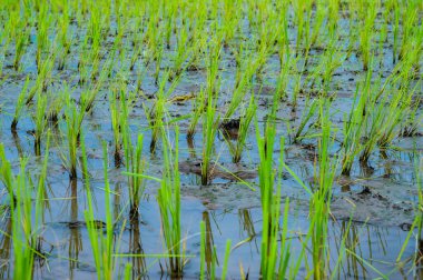 Rice field in Phayao province, Thailand.