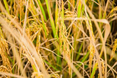 Rice Paddy in Field, Chiang Mai Province.