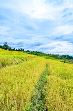 Pa Bong Piang Rice Terraces at Chiang Mai Province, Thailand.