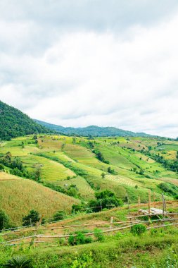 Pa Bong Piang Rice Terraces at Chiang Mai Province, Thailand.