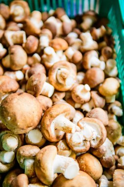 Fresh Shiitake Mushroom in Basket, Chiangmai Province.