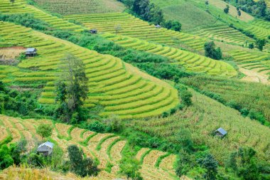 Pa Bong Piang Rice Terraces at Chiang Mai Province, Thailand.