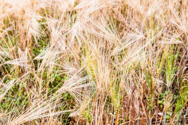Chiang Mai Kraliyet Tarım Araştırma Merkezi 'nde buğday tarlası, Khun Wang, Tayland.
