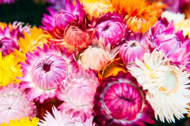 Taze Hasır Çiçeğinin Arkaplanı, Tayland.