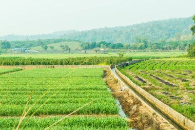 Tayland 'da küçük bir kanal ve pirinç tarlası..