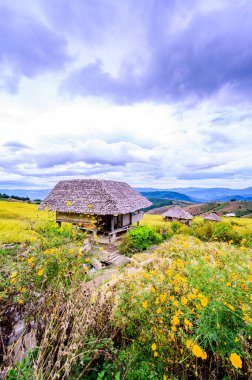 Pa Bong Piang Rice Terraces at Chiang Mai Province, Thailand.