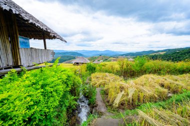 Pa Bong Piang Rice Terraces at Chiang Mai Province, Thailand.