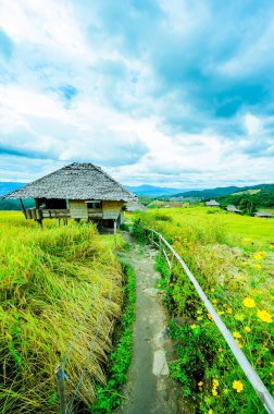 Pa Bong Piang Rice Terraces at Chiang Mai Province, Thailand.