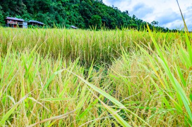 Pa Bong Piang Rice Terraces at Chiang Mai Province, Thailand.