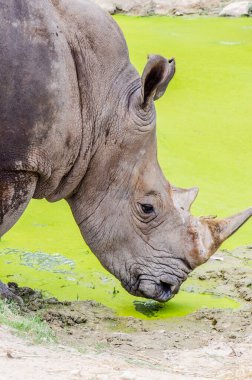 Portrait of white rhinoceros, Thailand