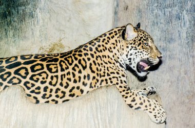 Portrait of Jaguar, Thailand