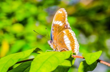 Beautiful butterfly on green leaf, Thailand.