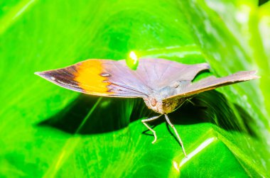 Black butterfly on green leaf, Thailand.