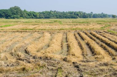 Thai style rice field in winter season, Thailand