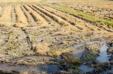 Thai style rice field in winter season, Thailand