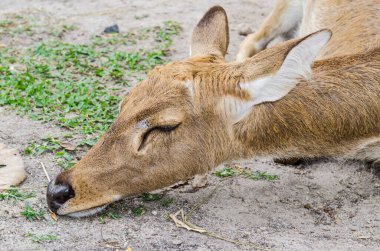 Head shot of Burmese Brow-Antlered Deer, Thailand