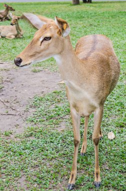 Bir Birmanya Boynuzlu Geyiği, Tayland
