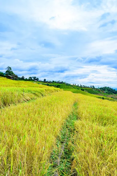 Pa Bong Piang Rice Terraces at Chiang Mai Province, Thailand.