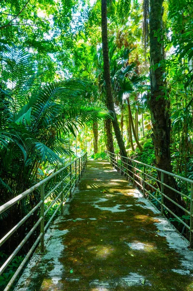 Arboretum Trail in Queen Sirikit Botanic Garden, Chiang Mai Province.