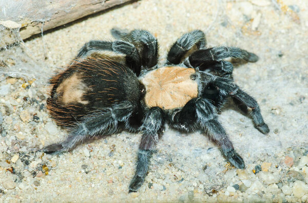 Бразильский Tarantula или Lasiodora cristata на песке, Таиланд