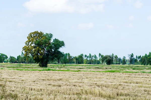 Rice field in country, Thailand.