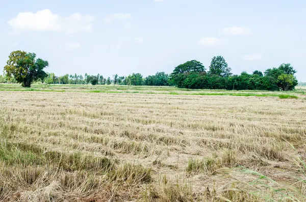 Rice field in country, Thailand.