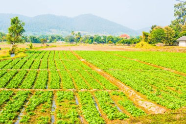 Tayland doğasında sebze bahçesi, Tayland