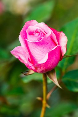 Close up of pink rose, Thailand