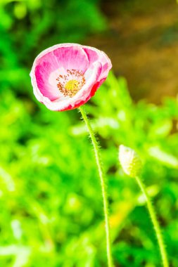 Close up of Opium poppy flower, Thailand