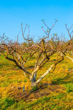 Peach trees in agricultural garden, Thailand