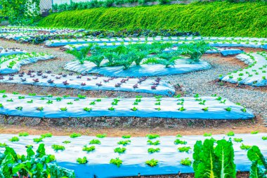 Fresh vegetable in agricultural garden, Thailand