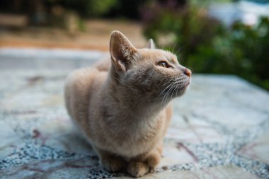 Tay kedisi nin portresi, Tayland