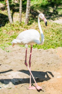 Tayland 'da beyaz flamingo