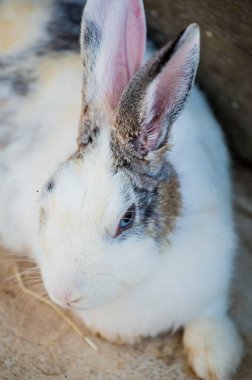 Sevgili tavşanın kafası, Tayland
