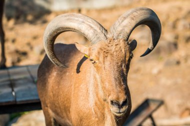 Berberi Koyunlarının Portresi, Tayland