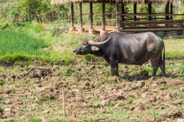 Tayland 'da dosyalanmış siyah bufalo.