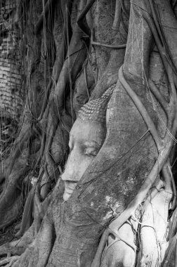 Tayland 'ın Ayuthaya ilinde Buda' nın başı.