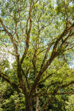 Khlong Lan Ulusal Parkı, Tayland Ağaçları