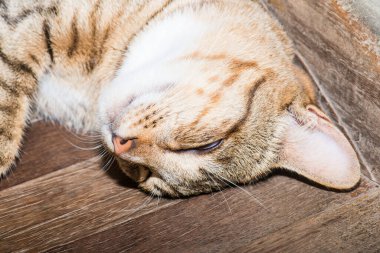 Tayland 'da uyuyan kedi..