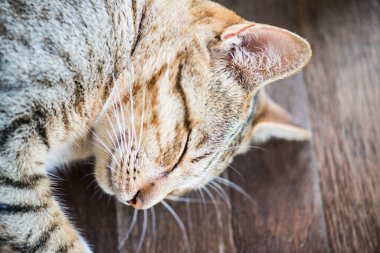 Tayland 'da uyuyan kedi..