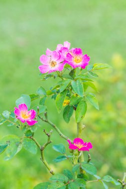 Bahçede küçük pembe bir gül, Tayland.
